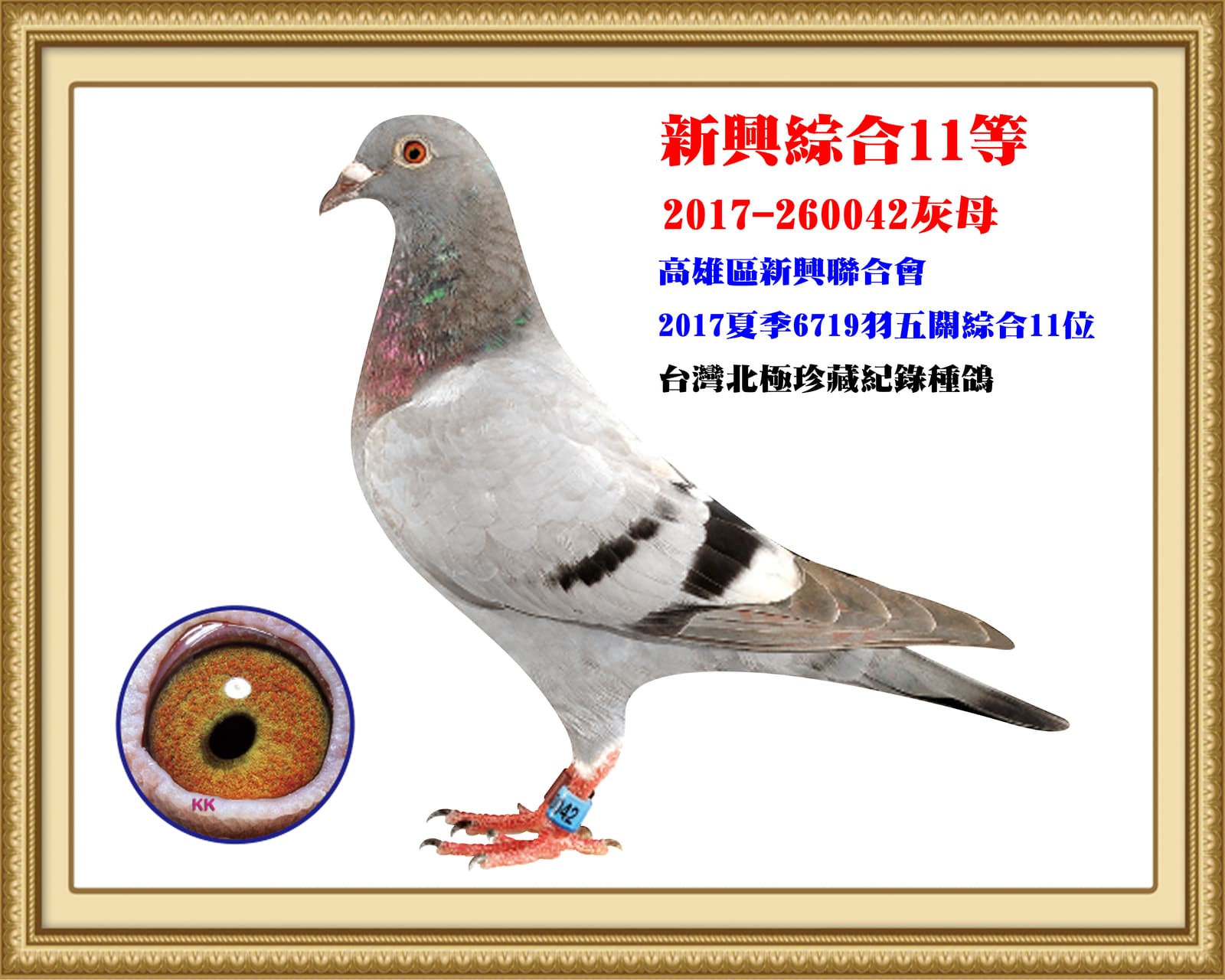 母：2017-260042灰♀ 北極引進記錄種鴿 17年夏高雄新興南海6,719羽五關綜合11位
