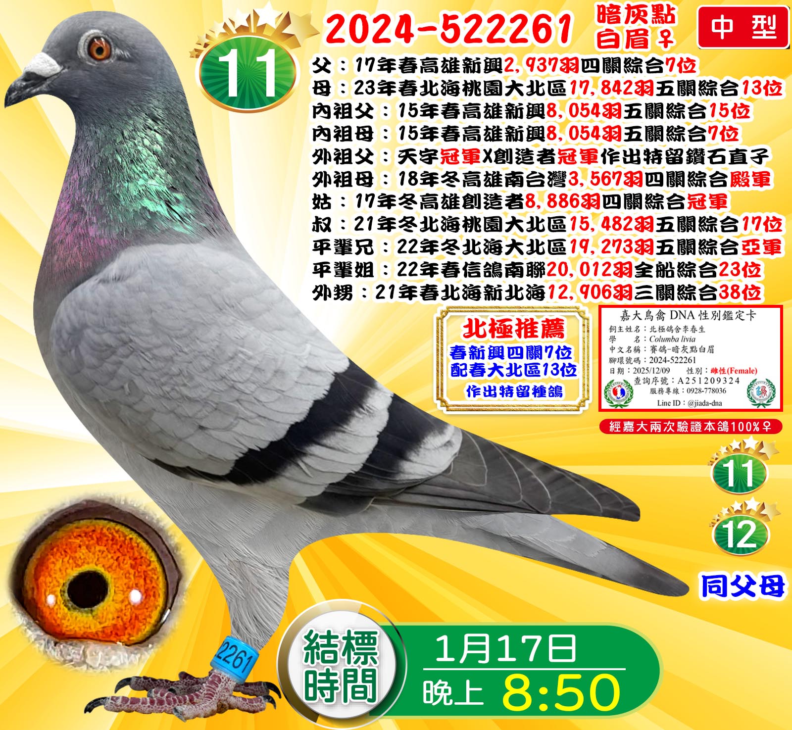 2024-522261暗灰點白眉♀
