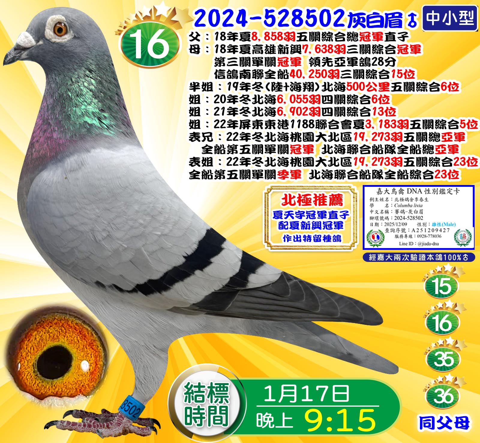 2024-528502灰白眉♂