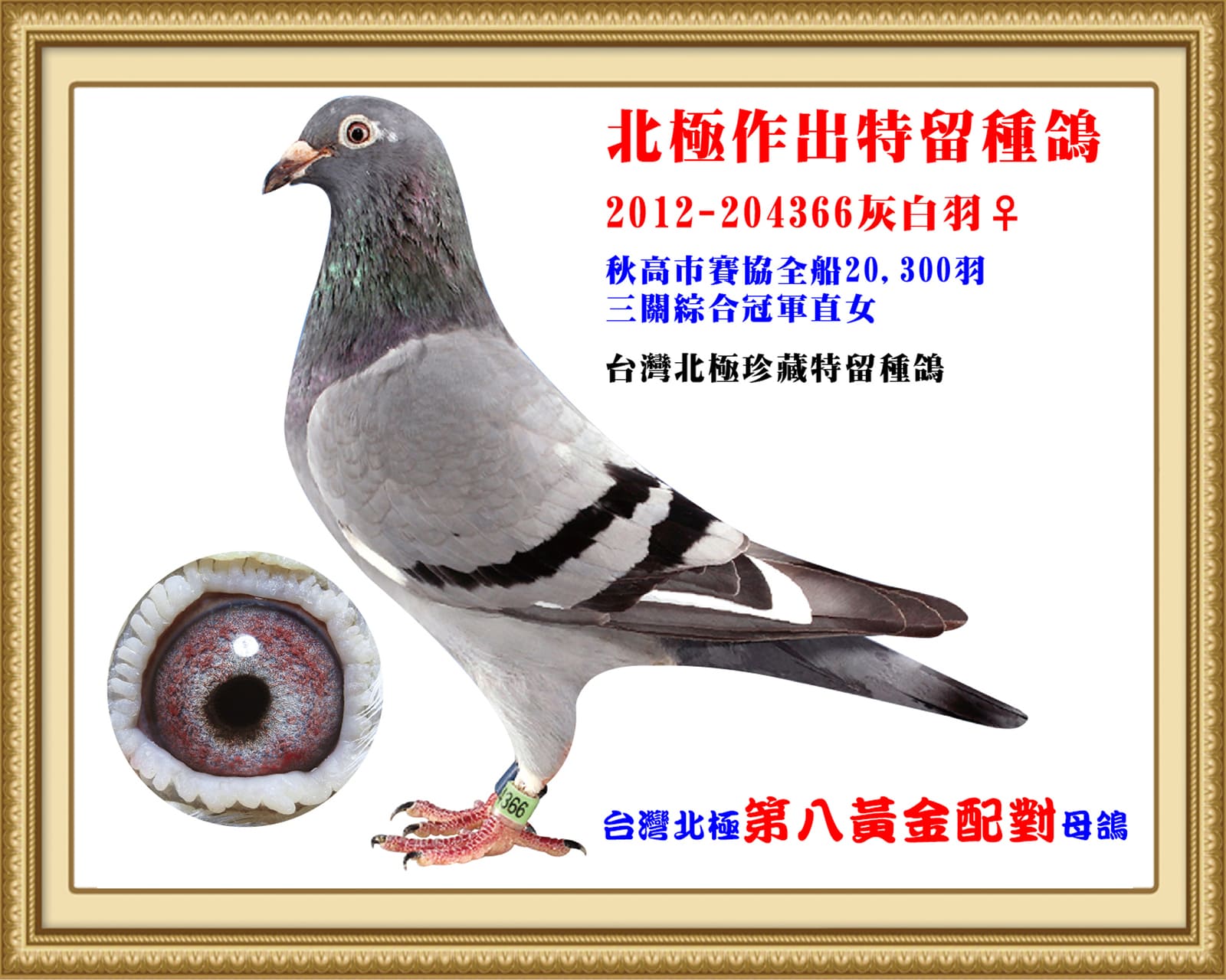 外祖母：2012-204366灰白羽♀ 台灣北極第八黃金配對母鴿 秋全船20,300羽三關綜合總冠軍直女 同孵全兄12-204365作出直子15-254288