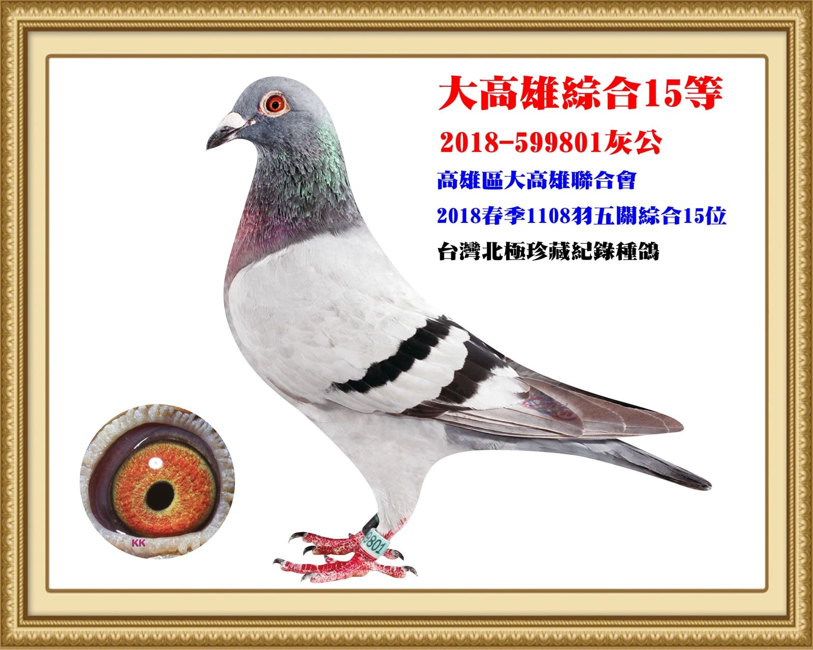 父：2018-599801灰♂  18年春高雄大高雄1,108羽五關綜合15位