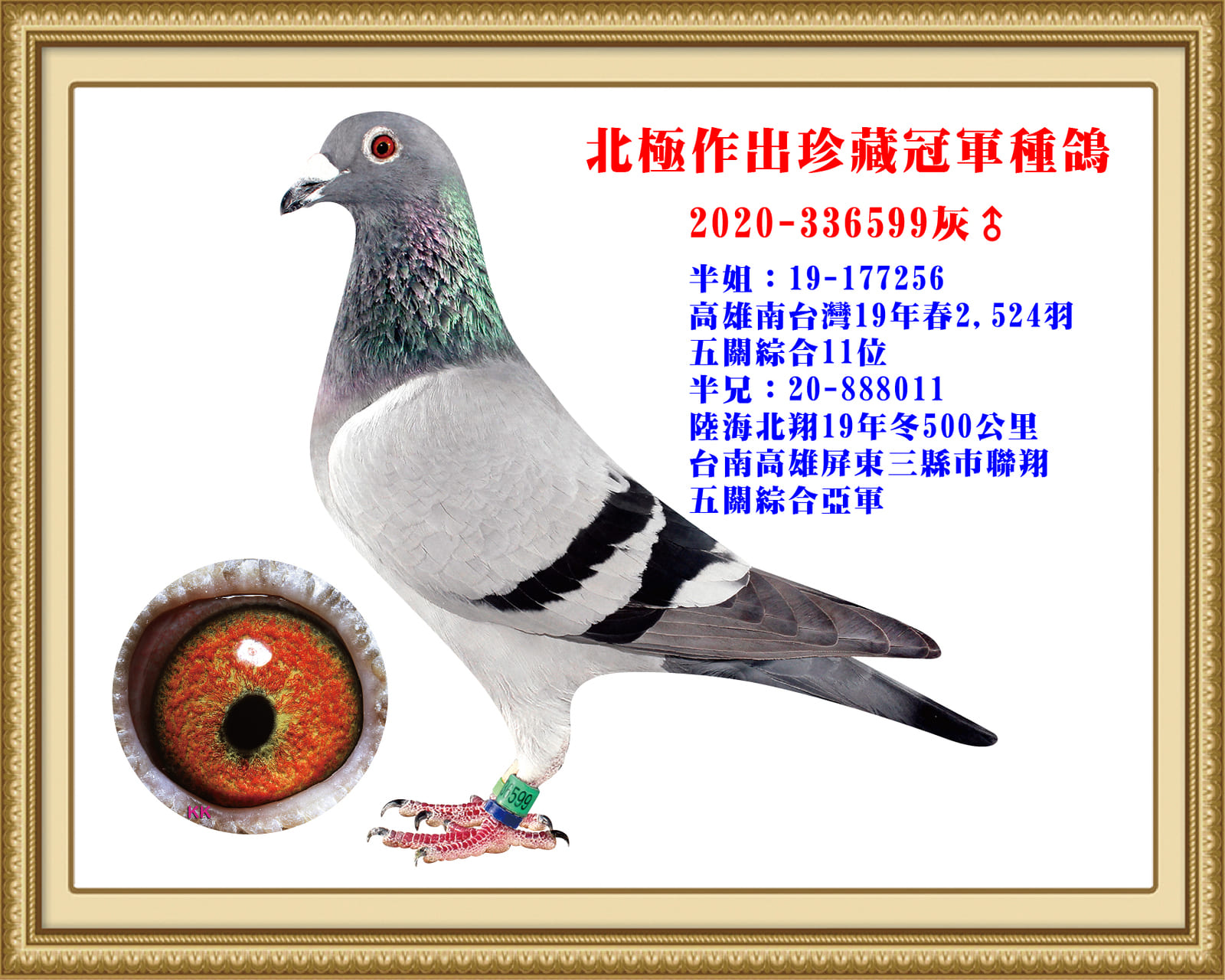 父：2020-336599灰♂  (18夏天宇8,746羽冠軍X17夏創造者8,886羽冠軍)直子