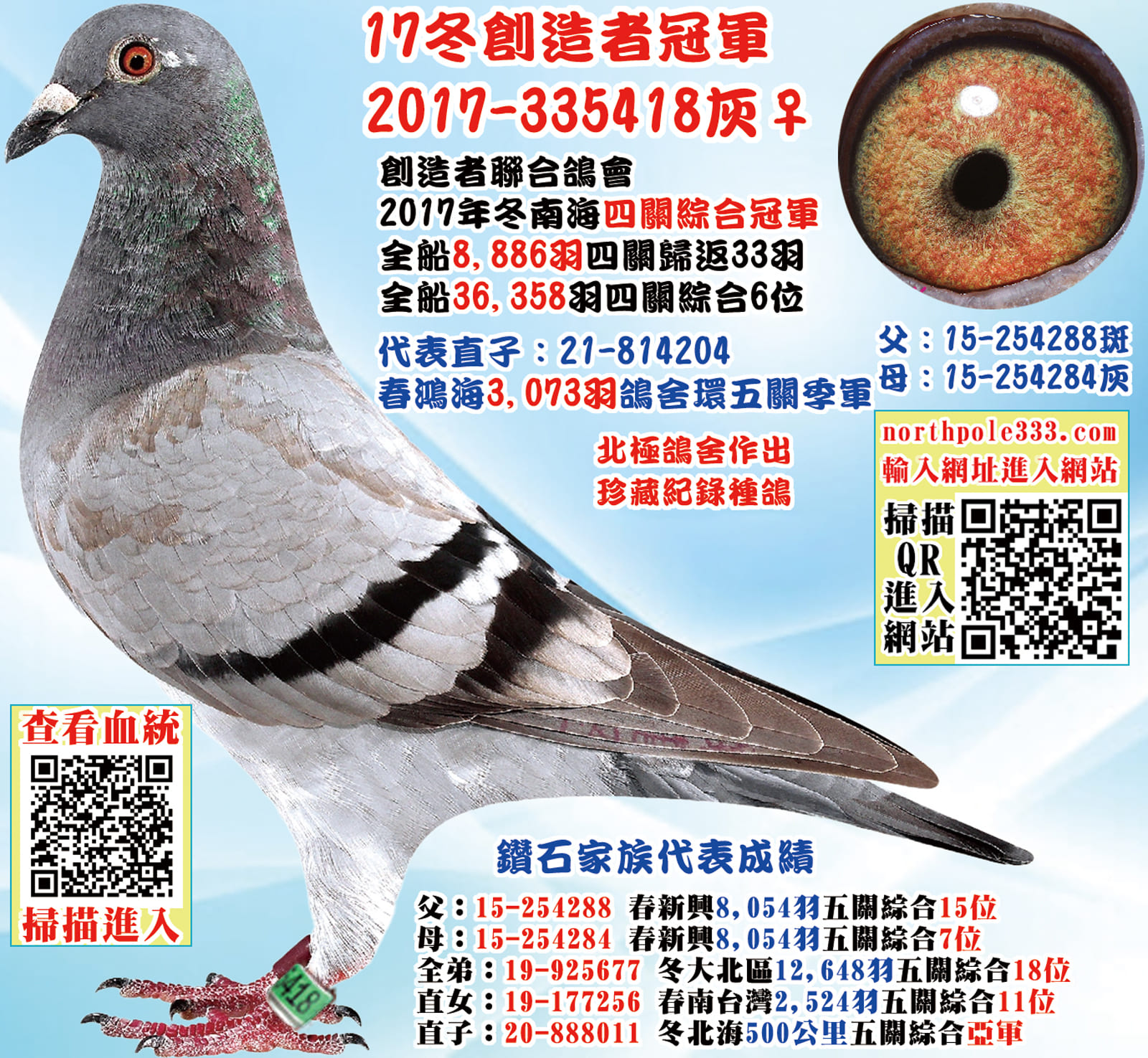 內祖母：2017-335418灰♀小龍女 2017年冬南海四關綜合冠軍 全會8,886羽四關歸返33羽 全船36,358羽四關綜合6位