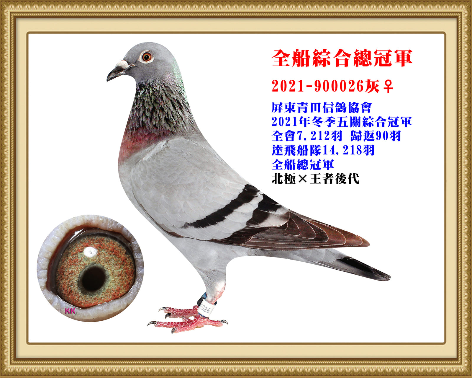 外祖母：2021-900026 屏東青田信鴿協會21年冬7,212羽五關綜合冠軍 達飛船隊14,218羽全船總冠軍