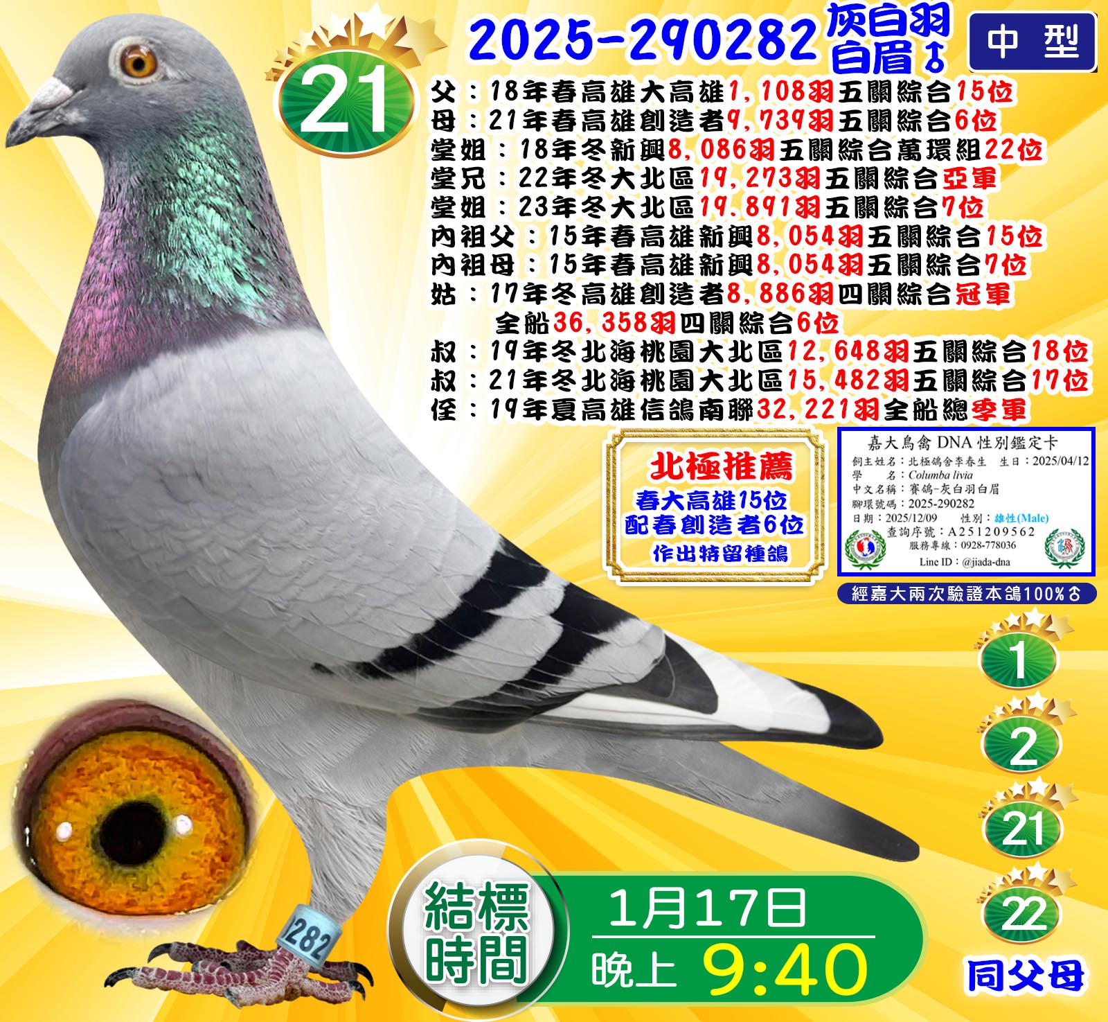 2025-290282灰白羽白眉♂