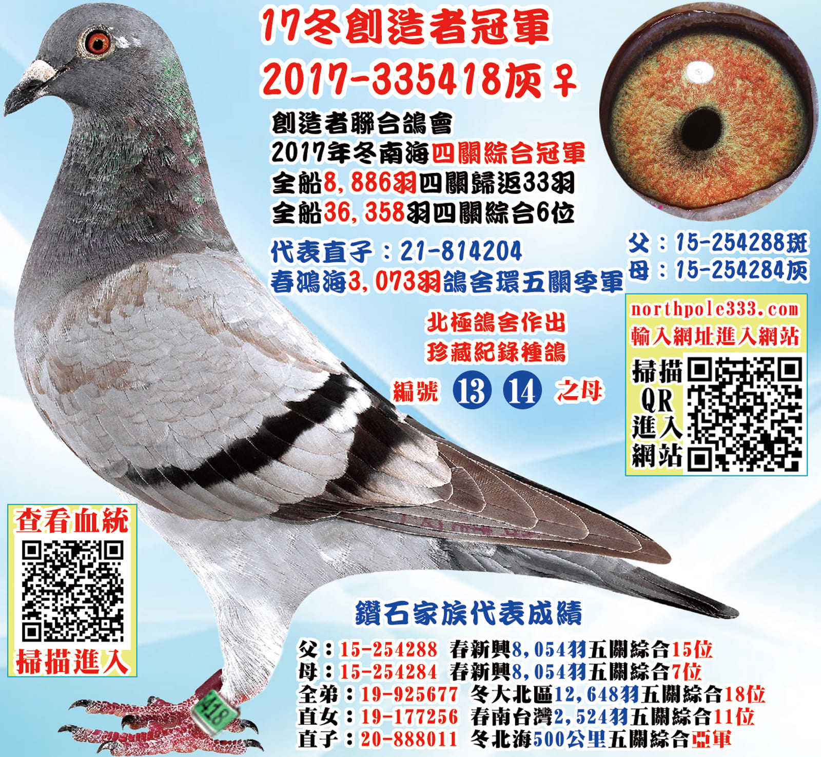 母：2017-335418灰♀小龍女 2017年冬南海四關綜合冠軍 全會8,886羽四關歸返33羽 全船36,358羽四關綜合6位