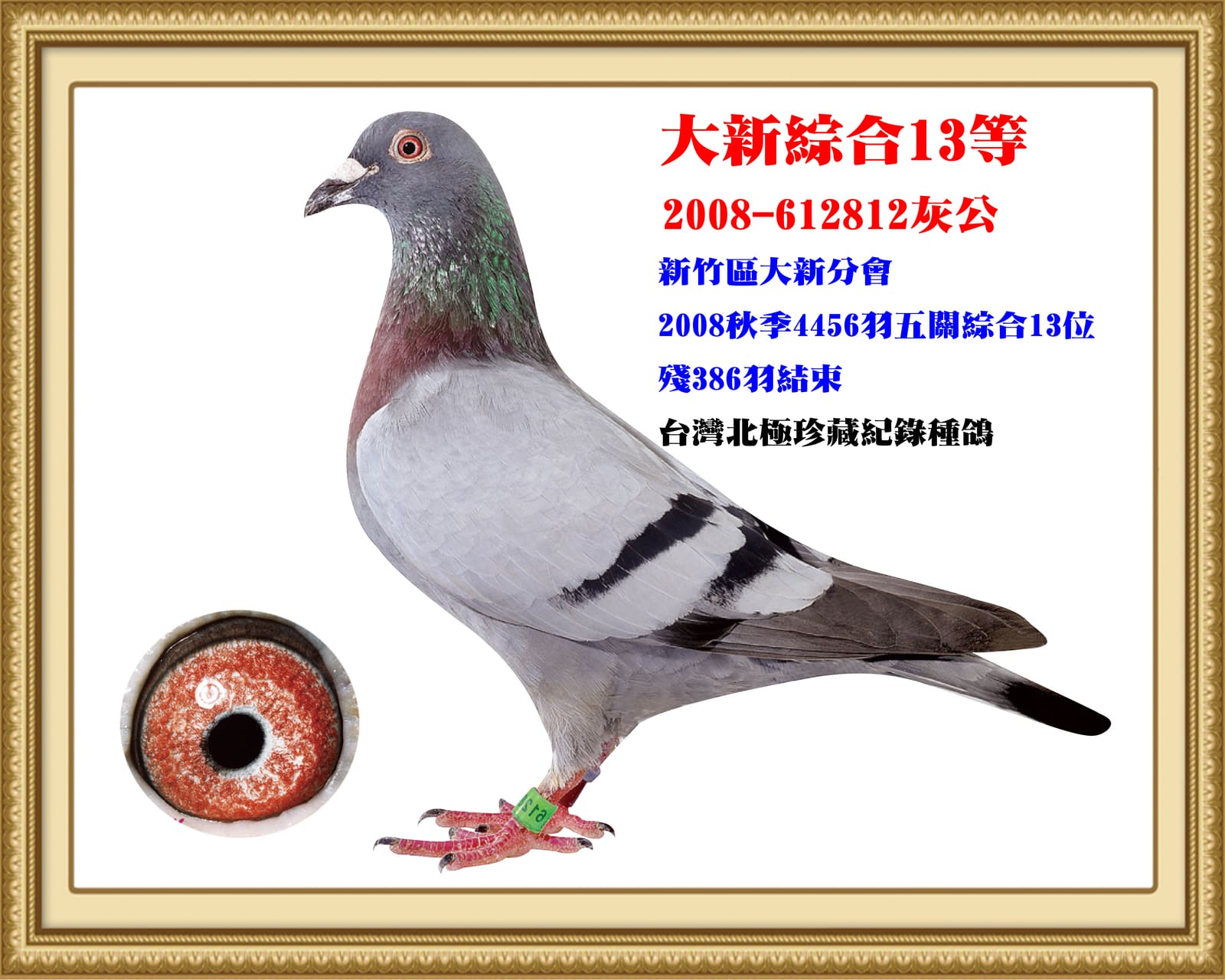 內祖父：2008-612812灰♂ 台灣北極第七黃金配對公鴿 08年秋北海新竹大新聯合會4,456羽五關綜合13名
