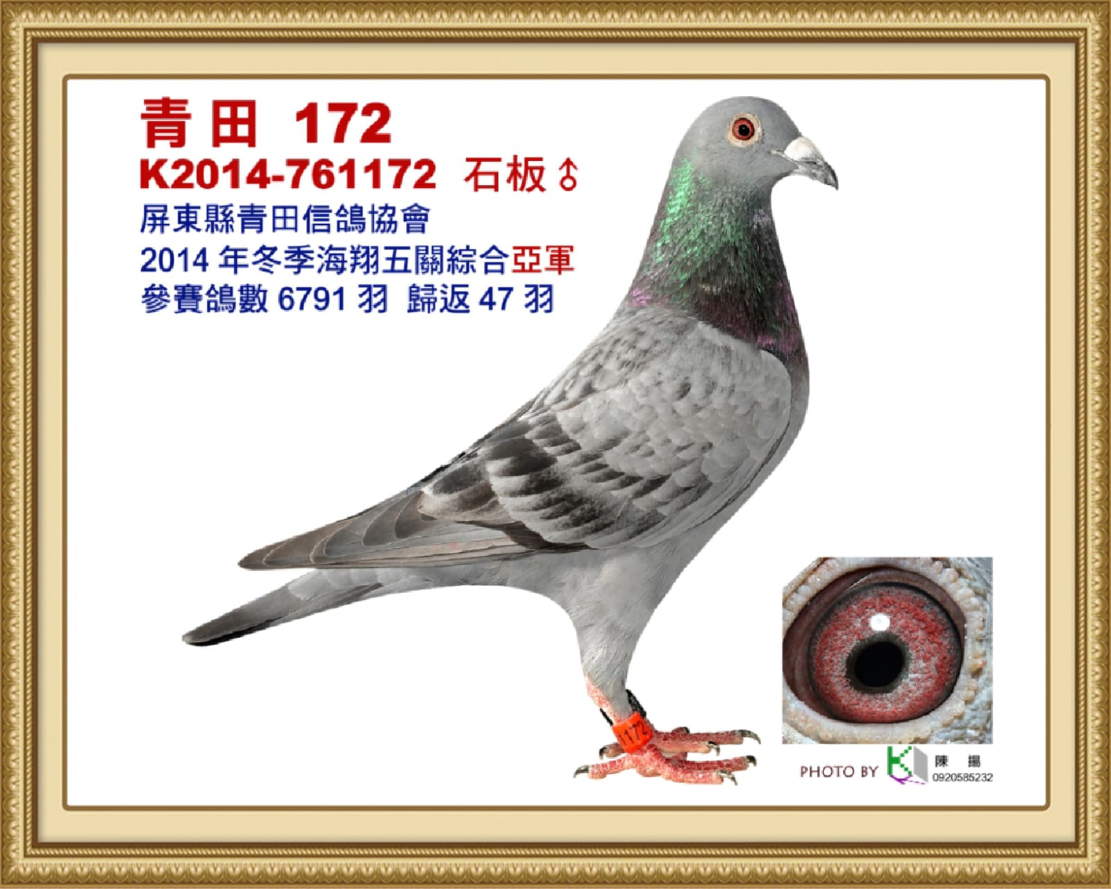 內祖父：2014-761172石板♂ 14年冬屏東青田6,791羽五關綜合亞軍