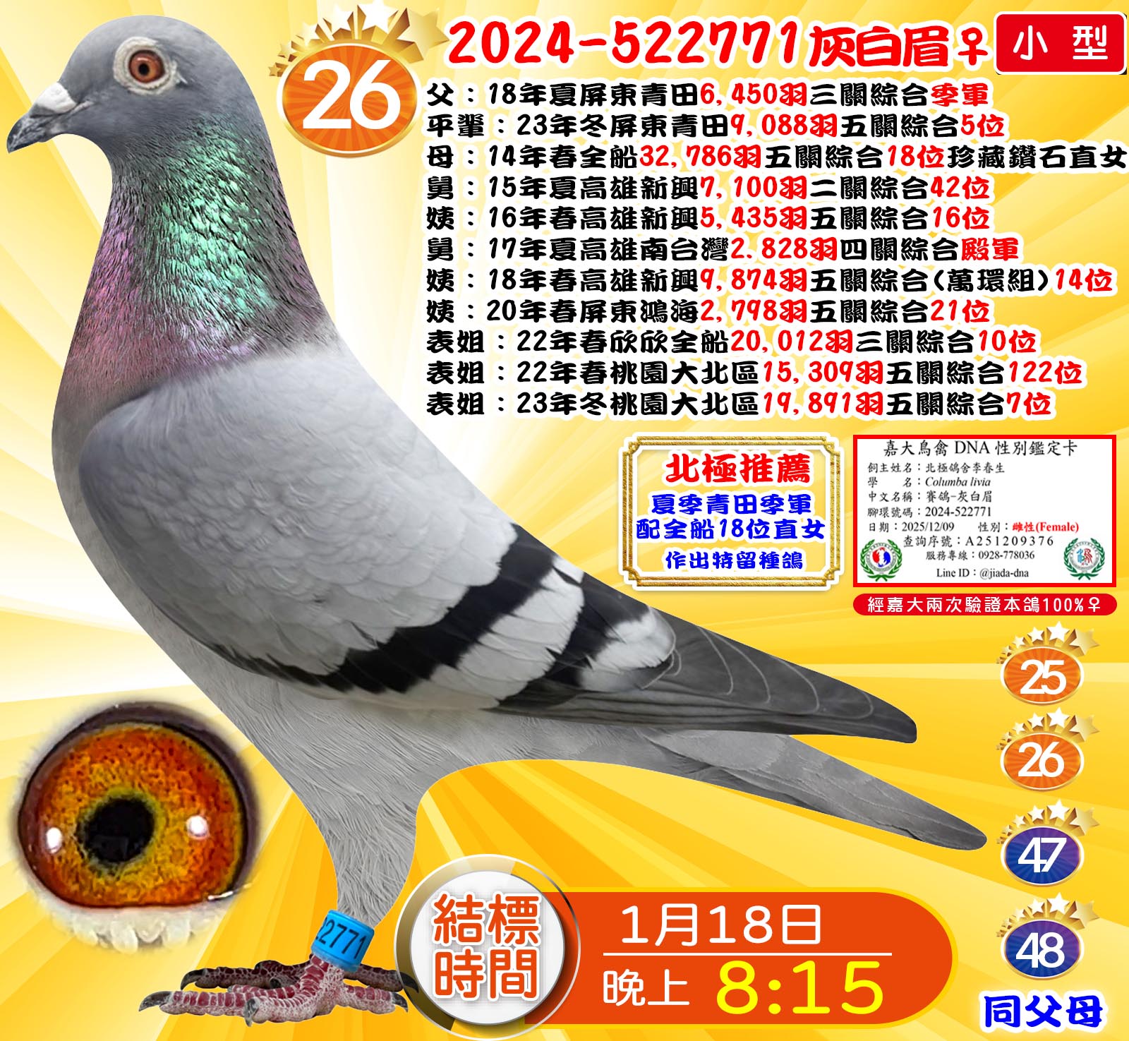 2024-522771灰白眉♀