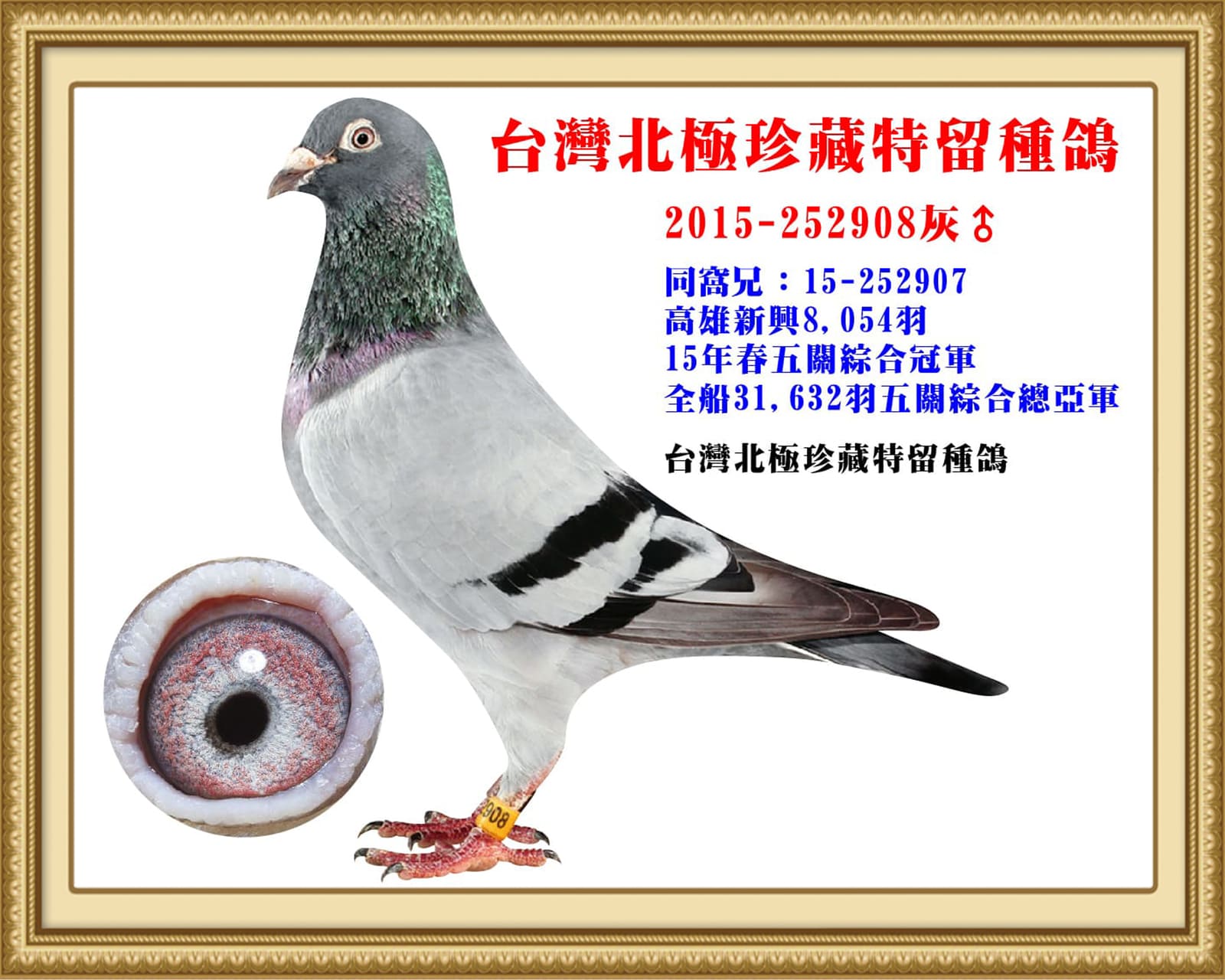 父：2015-252908灰♂ 15年春高雄新興8,054羽五關綜合冠軍同孵弟