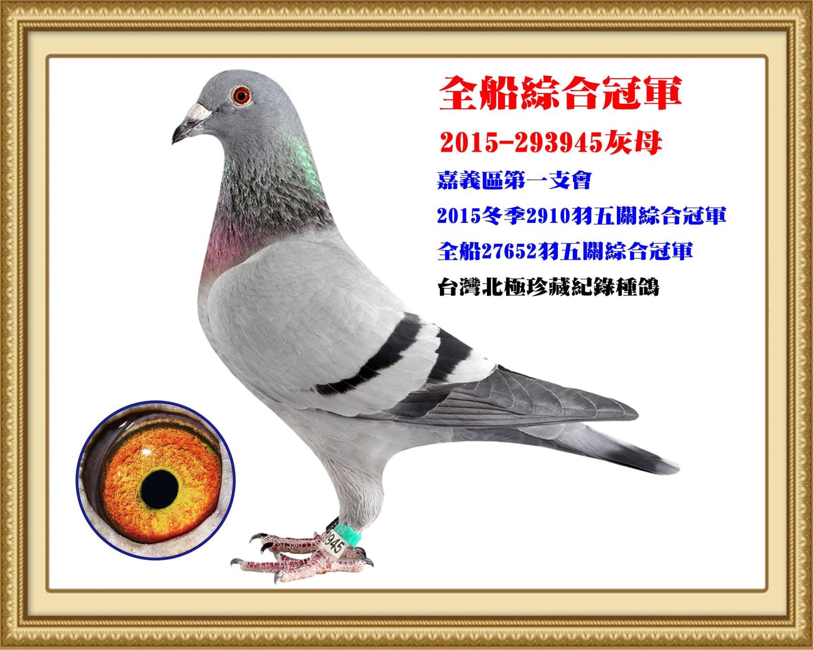 母：2015-293945灰♀ 灰色閃電 北極引進冠軍種鴿 2015年冬北海嘉義民雄第一支會五關綜合冠軍 全船26,752羽五關綜合總冠軍 比賽總飛行距離3,112公里