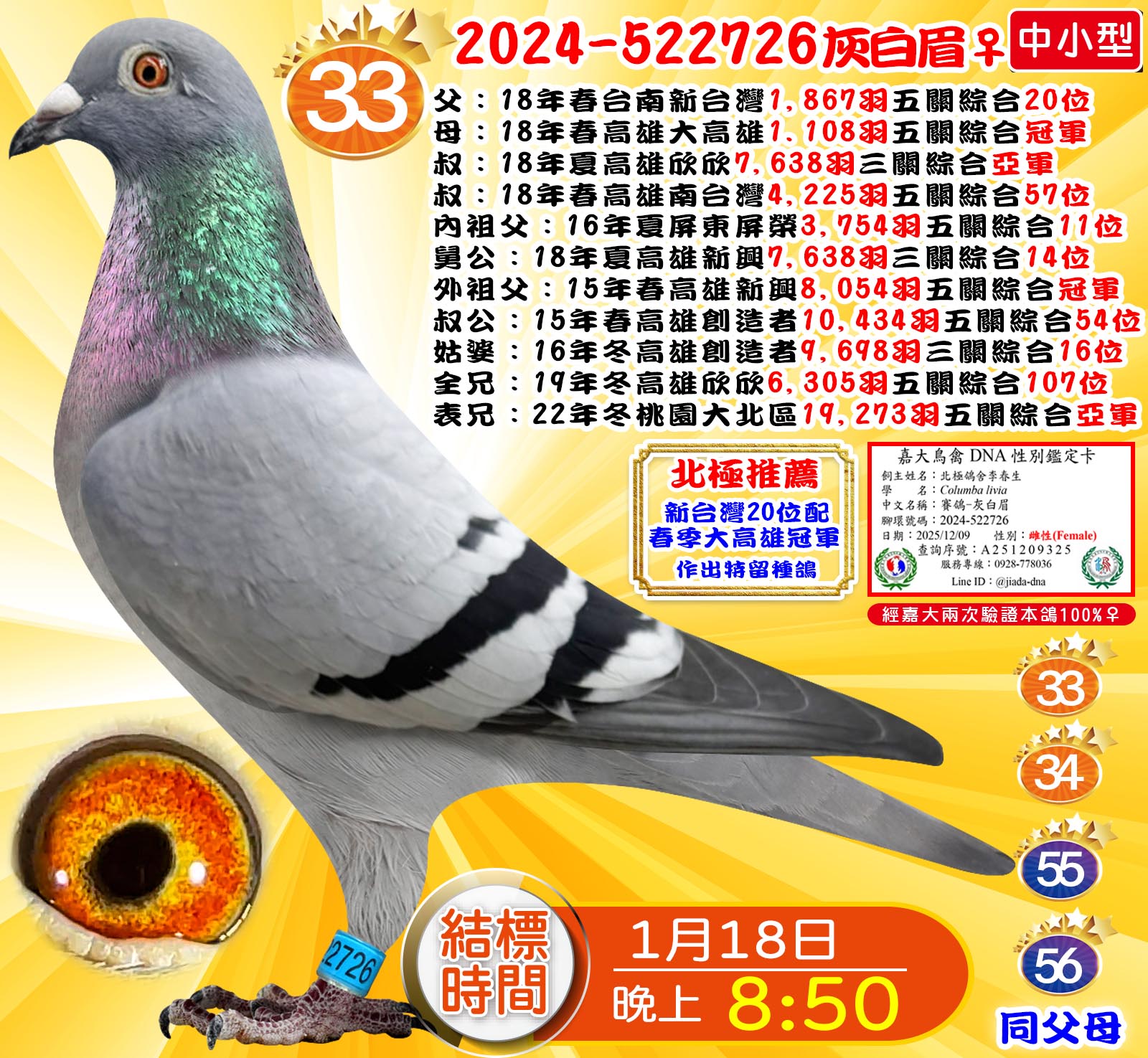 2024-522726灰白眉♀