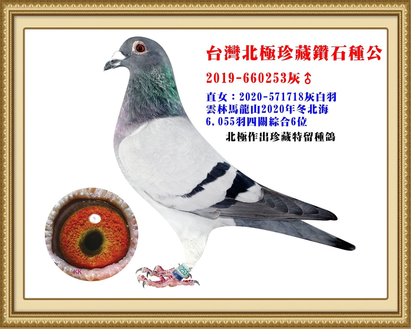 父：2019-660253灰♂  高雄天宇18年夏8,858羽五關綜合冠軍直子