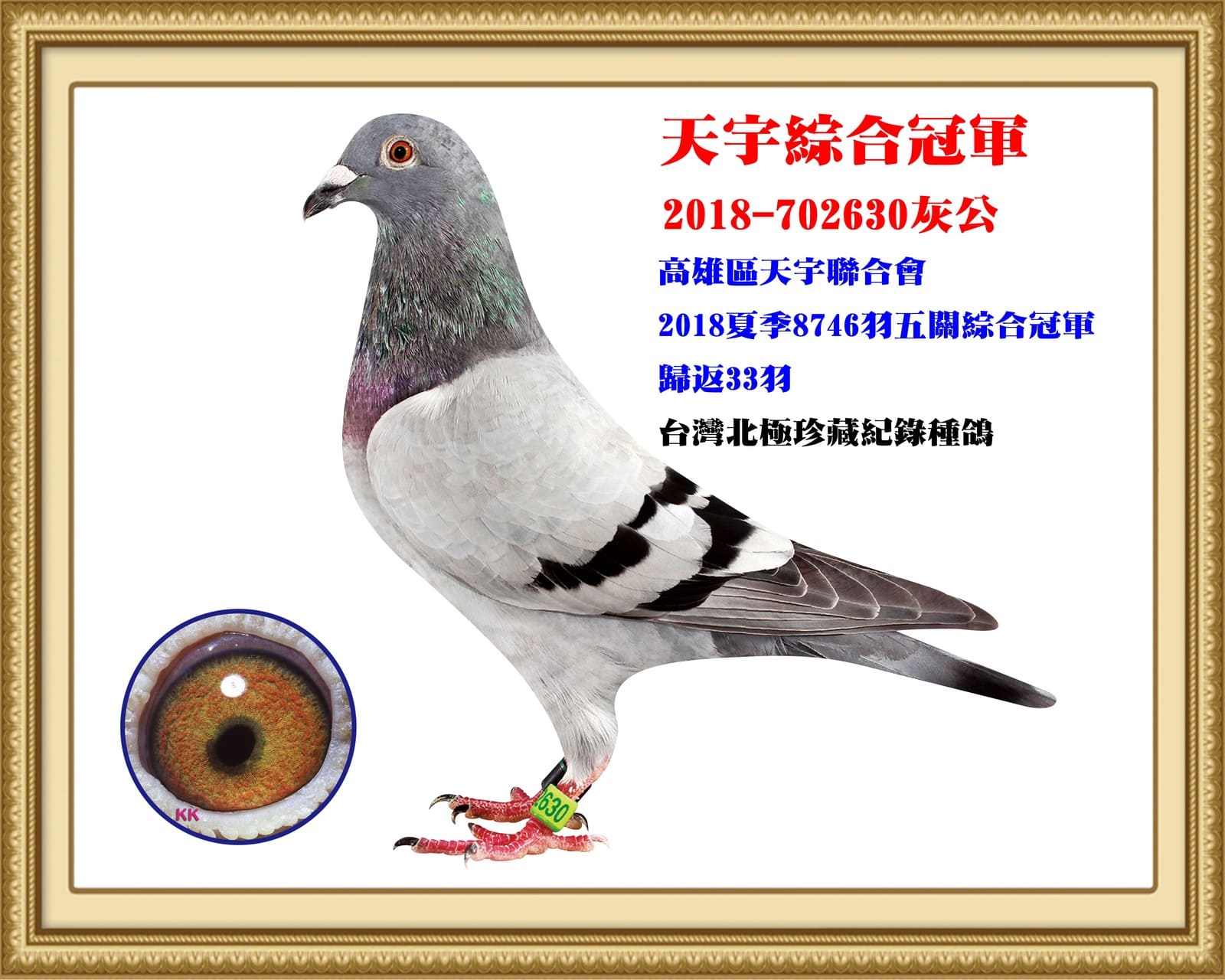 內祖父：2018-702630灰♂小灰狼 天宇聯合鴿會2018年夏南海五關綜合冠軍 全會8,858羽五關殘存33羽