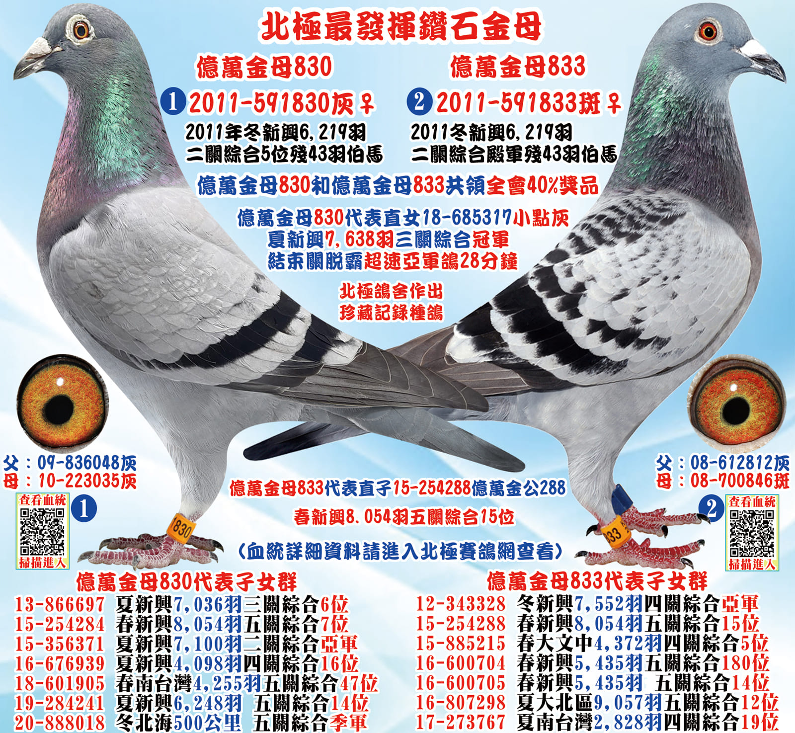 外祖母：2011-591830灰♀ 億萬金母 2011年秋季高雄新興聯合會6,219羽五關綜合5位殘43羽 本鴿和11-591833灰母(綜合殿軍) 共領全會最高獎金