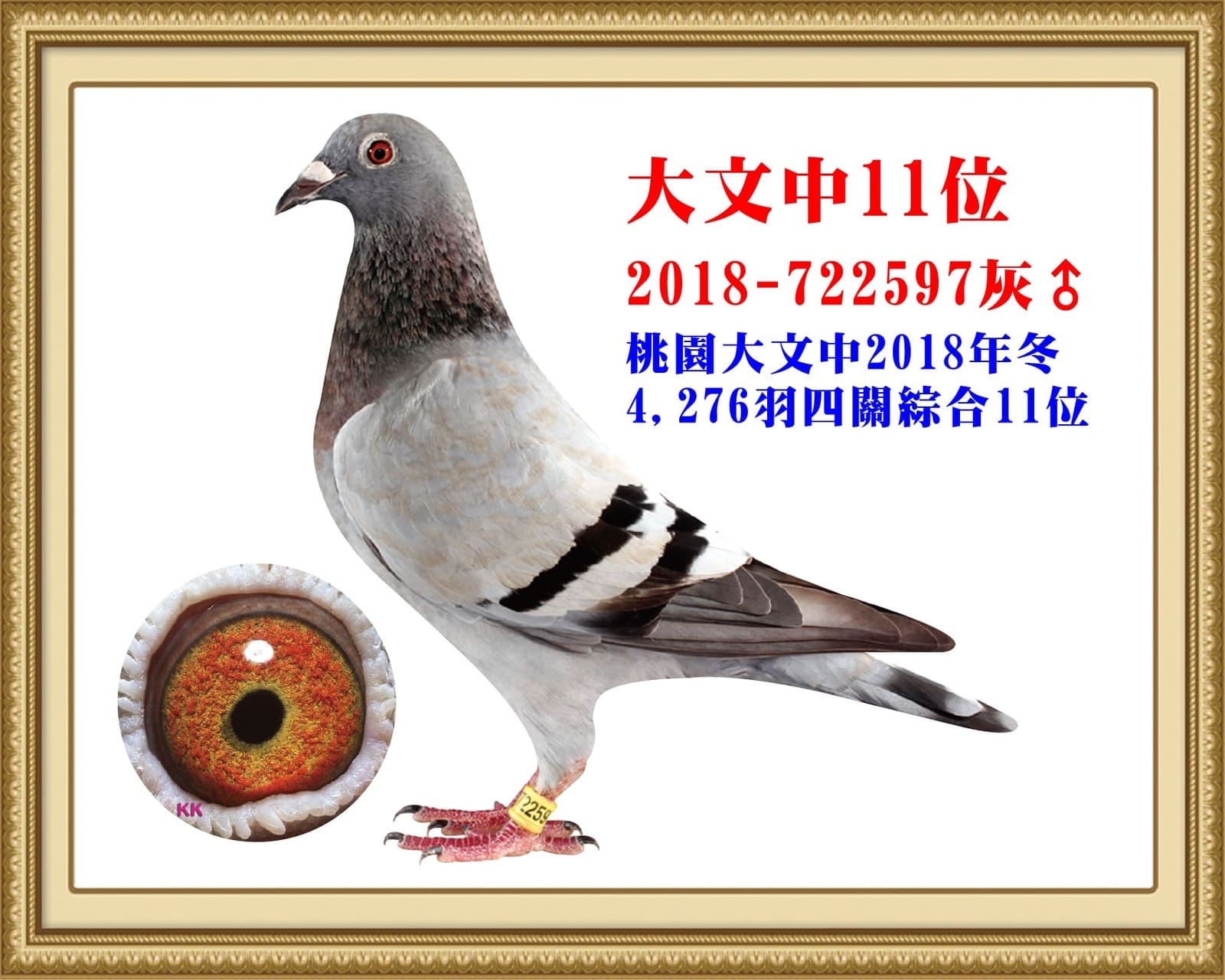 內祖父：18-722597灰　北極珍藏紀錄種鴿 桃園大文中18年冬北海4,276羽四關綜合11位