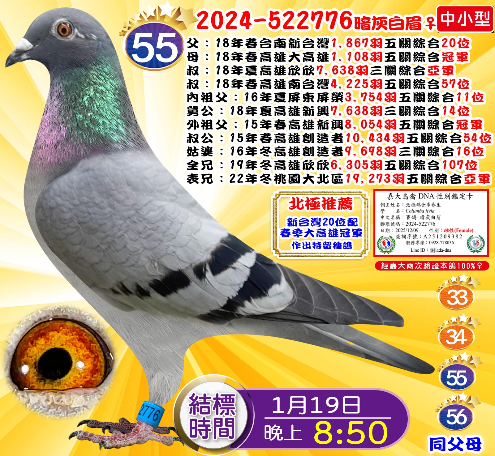 2024-522776暗灰白眉♀