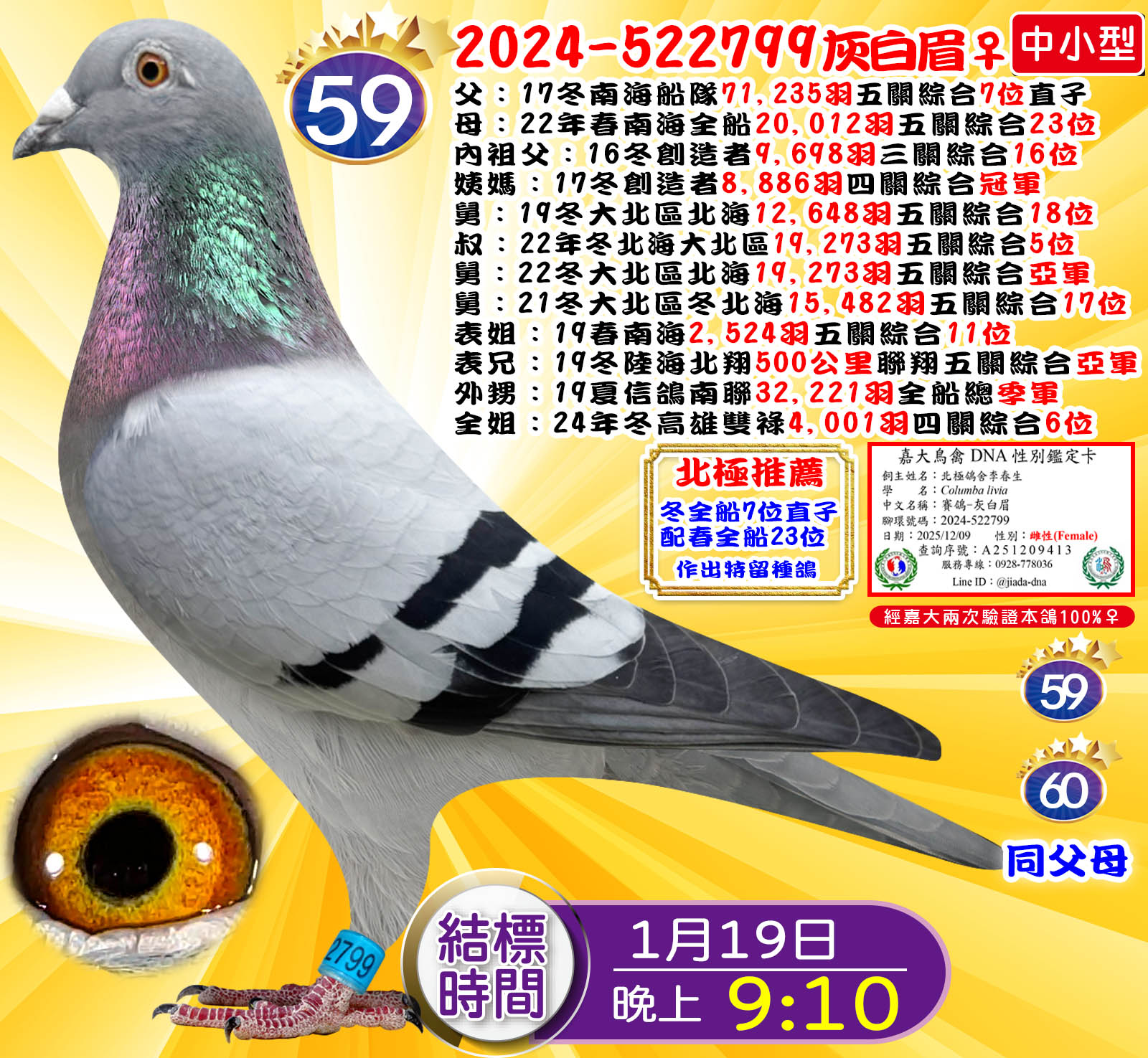 2024-522799灰白眉♀