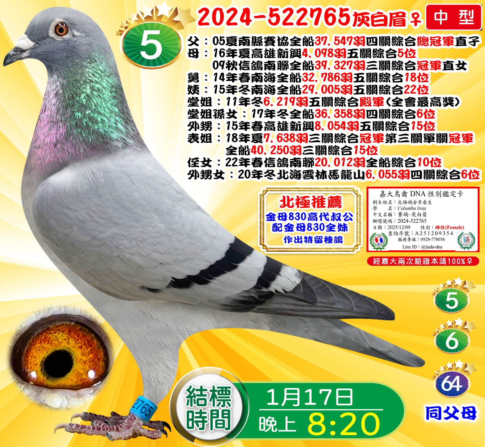 2024-522765灰白眉♀