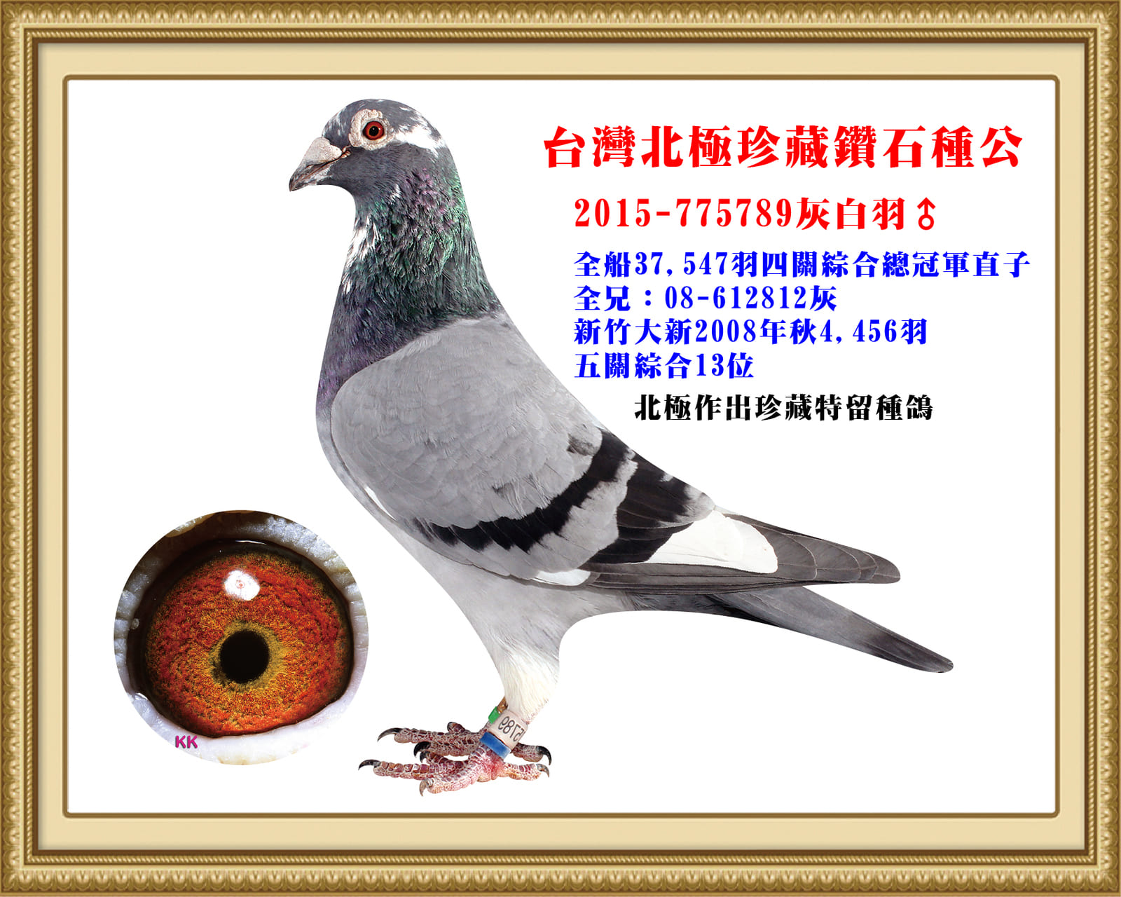 父：2015-775789灰白羽♂  05年夏季南縣賽協全船37,547羽四關綜合總冠軍直子