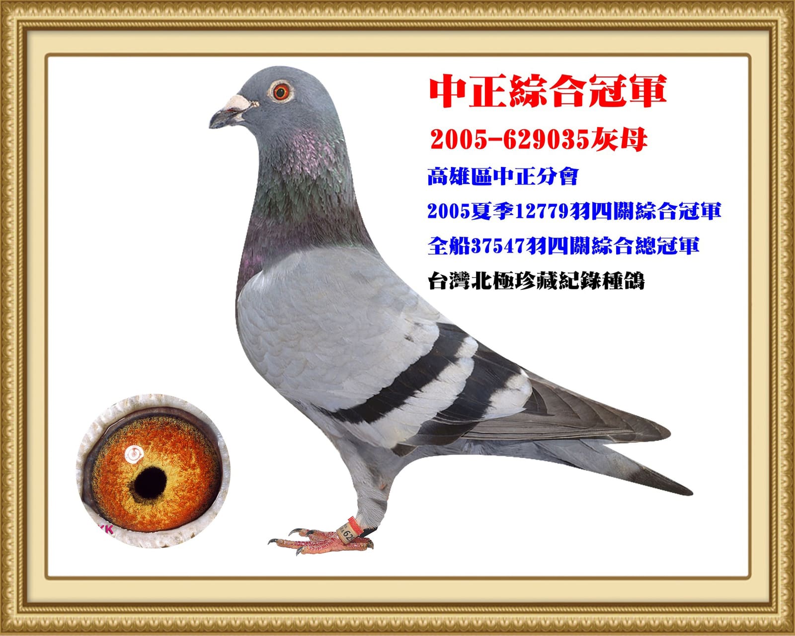 內祖母：2005-629035灰♀真命天女 台灣北極第一黃金配對母鴿 2005年高雄市信鴿協會中正聯合會夏季 12,779羽四關綜合冠軍 台南區賽鴿總會26分會聯翔2,889舍 37,547羽四關綜合