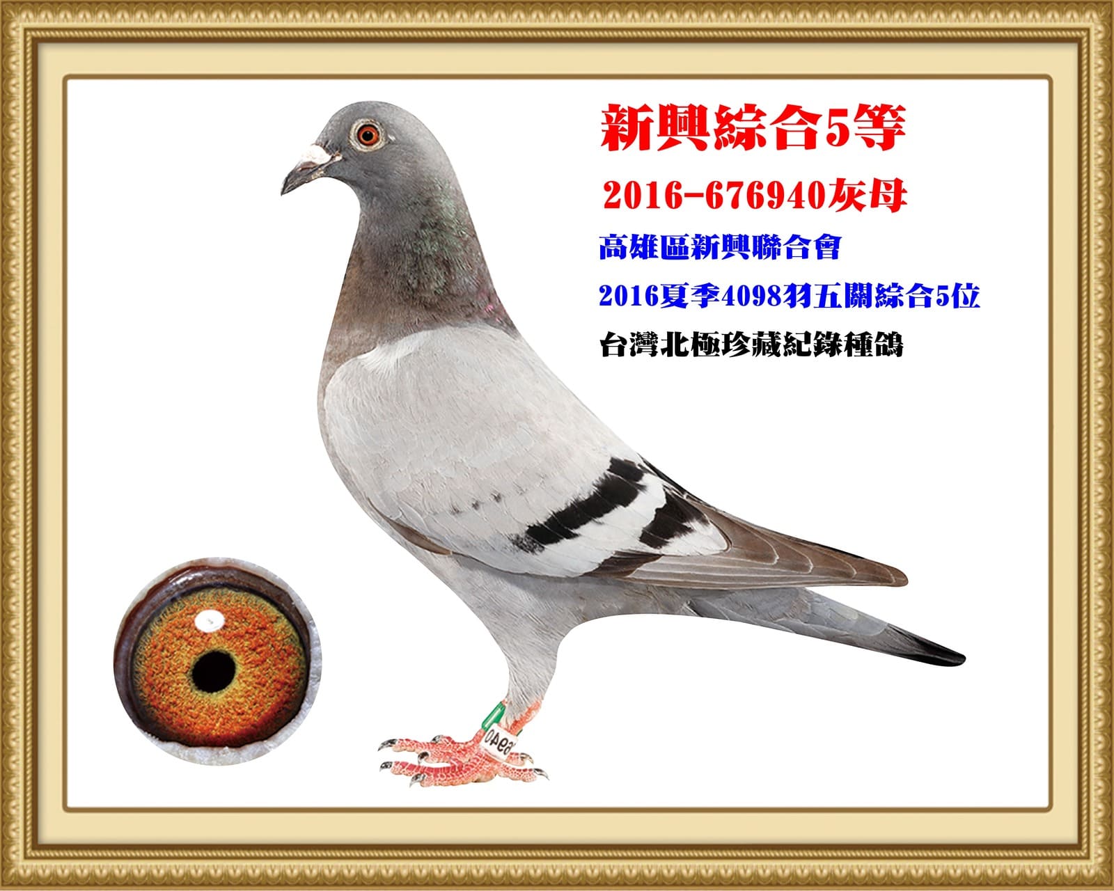 母：2016-676940灰♀ 16年夏高雄新興4,098羽五關綜合5位 第五關單關冠軍　超速亞軍鴿23分鐘 秋信鴿南聯全船39327羽三關綜合冠軍直女