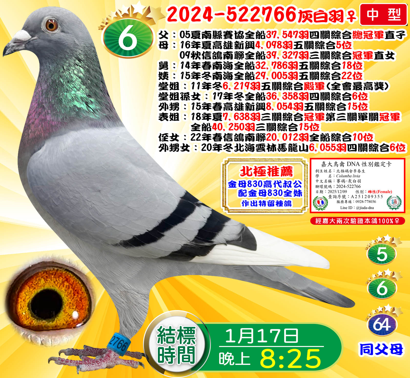 2024-522766灰白羽♀