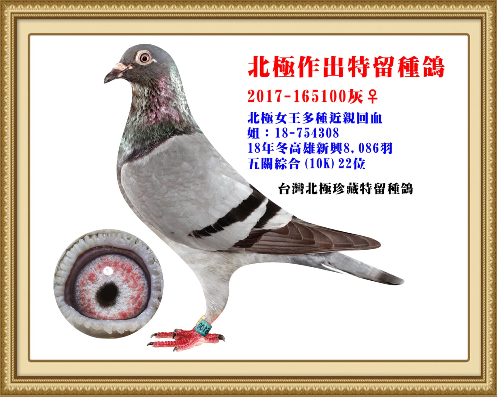 母：2017-165100灰♀     北極女王多種近親回血