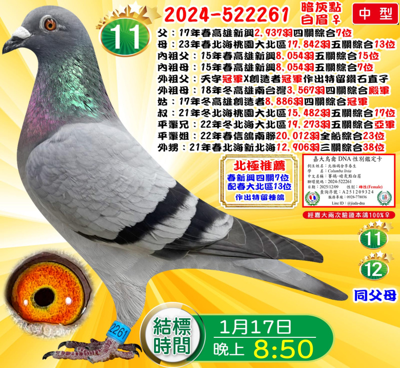 2024-522261暗灰點白眉♀ 2024-522261暗灰點白眉♀