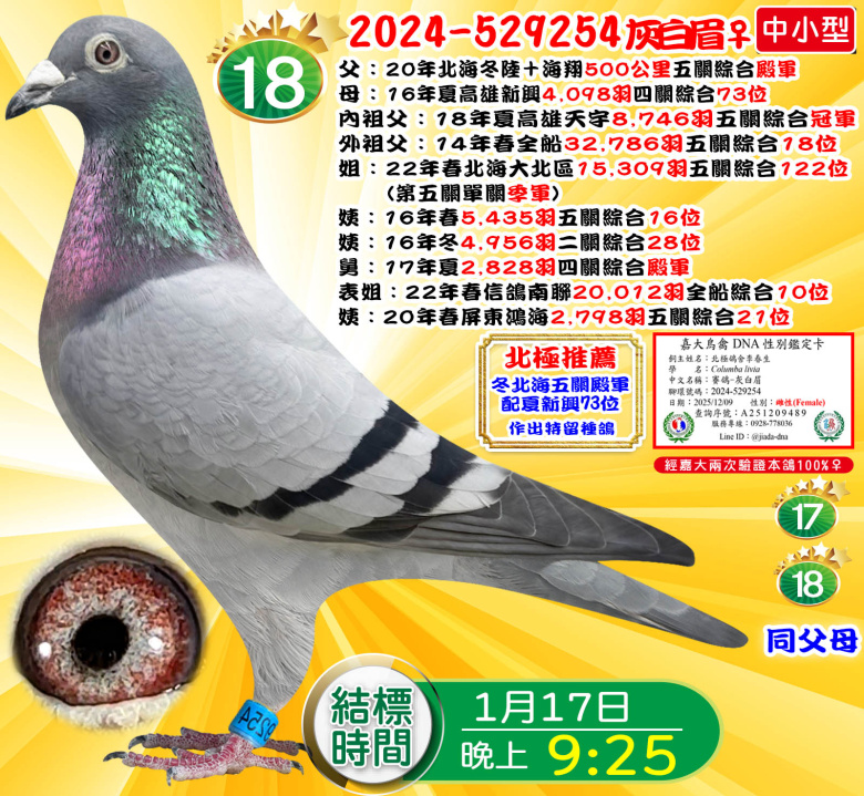 2024-529254灰白眉♀ 2024-529254灰白眉♀