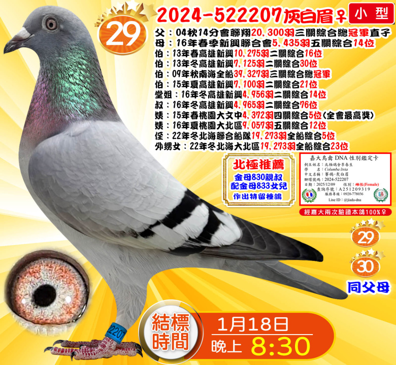 2024-522207灰白眉♀ 2024-522207灰白眉♀