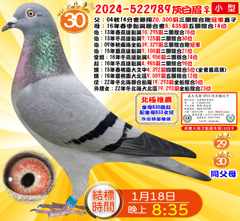 2024-522789灰白眉♀ 2024-522789灰白眉♀