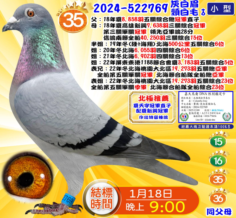 2024-522769灰白眉頸白毛♂ 2024-522769灰白眉頸白毛♂