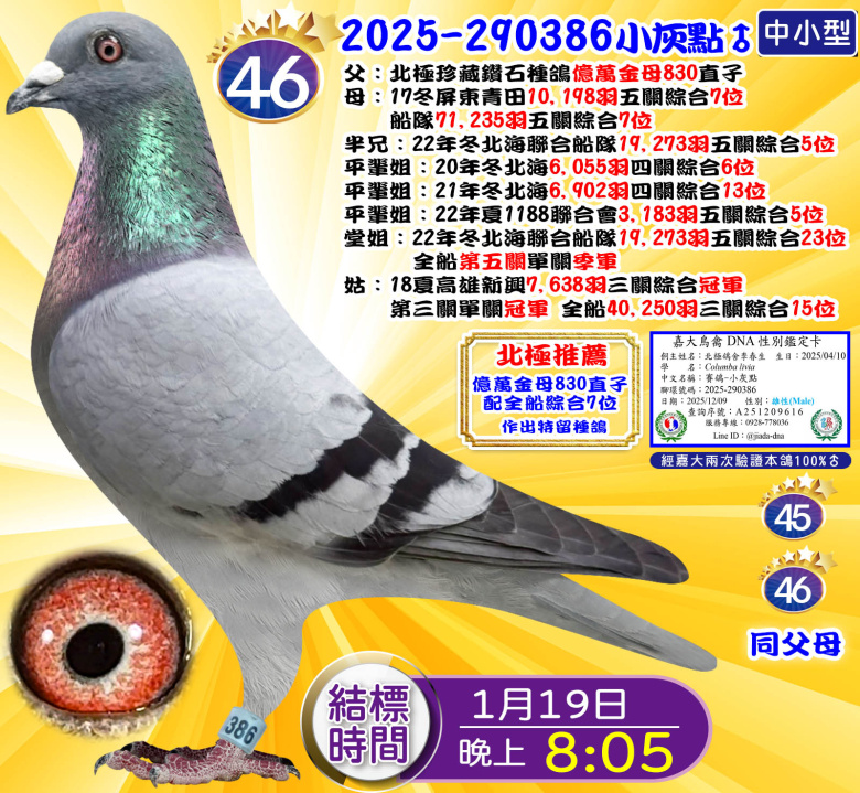 2025-290386小灰點♂ 2025-290386小灰點♂