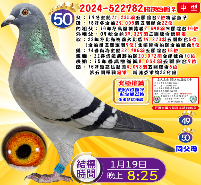 2024-522782暗灰白眉♀ 2024-522782暗灰白眉♀