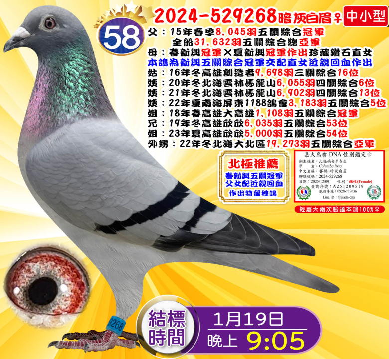 2024-529268暗灰白眉♀ 2024-529268暗灰白眉♀