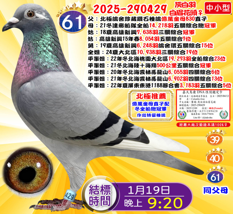 2025-290429灰白羽白眉花頭♀ 2025-290429灰白羽白眉花頭♀