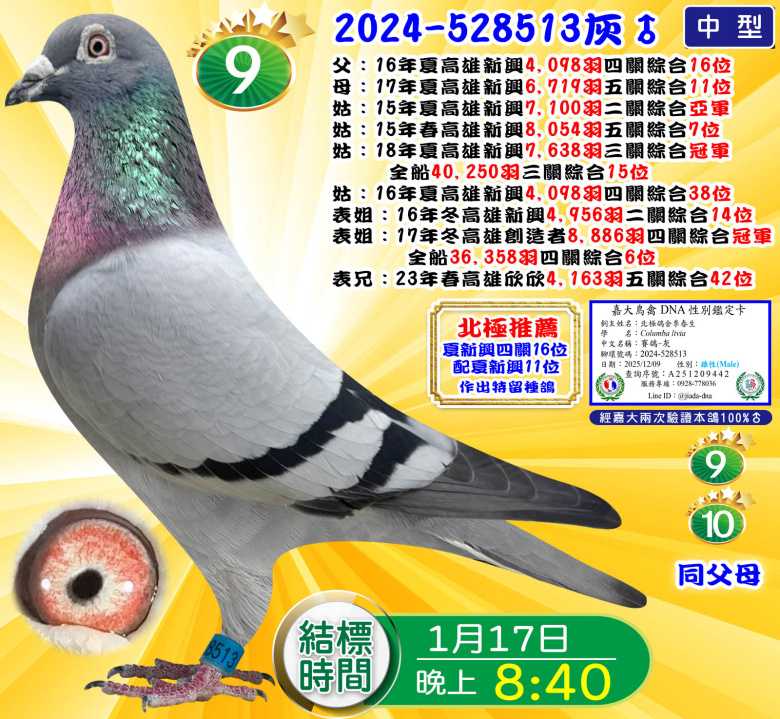 2024-528513灰♂ 2024-528513灰♂