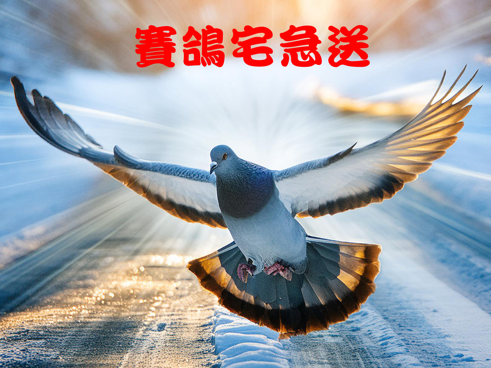 賽鴿宅急送 拷貝.jpg