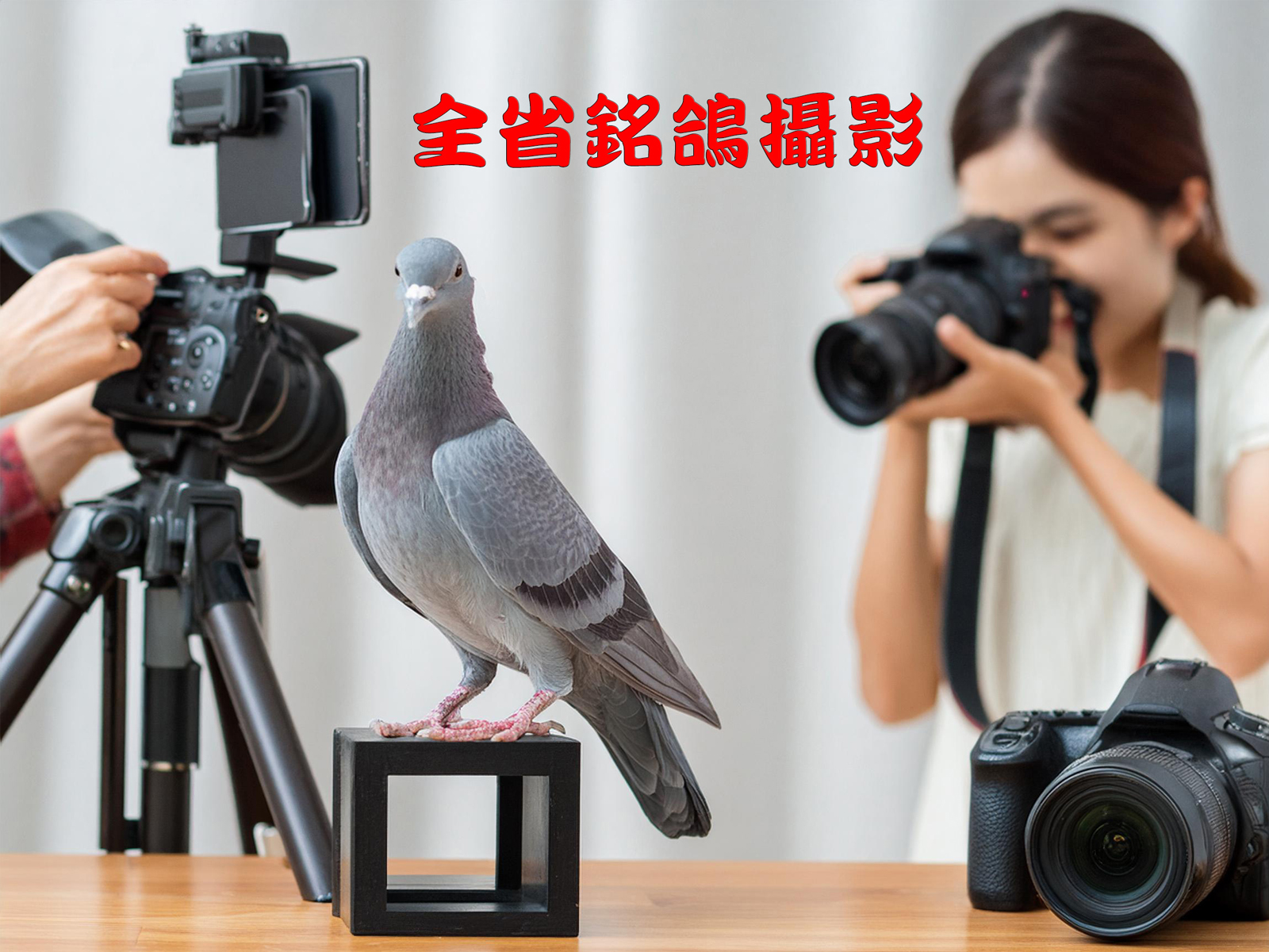 全省銘鴿攝影-1.jpg
