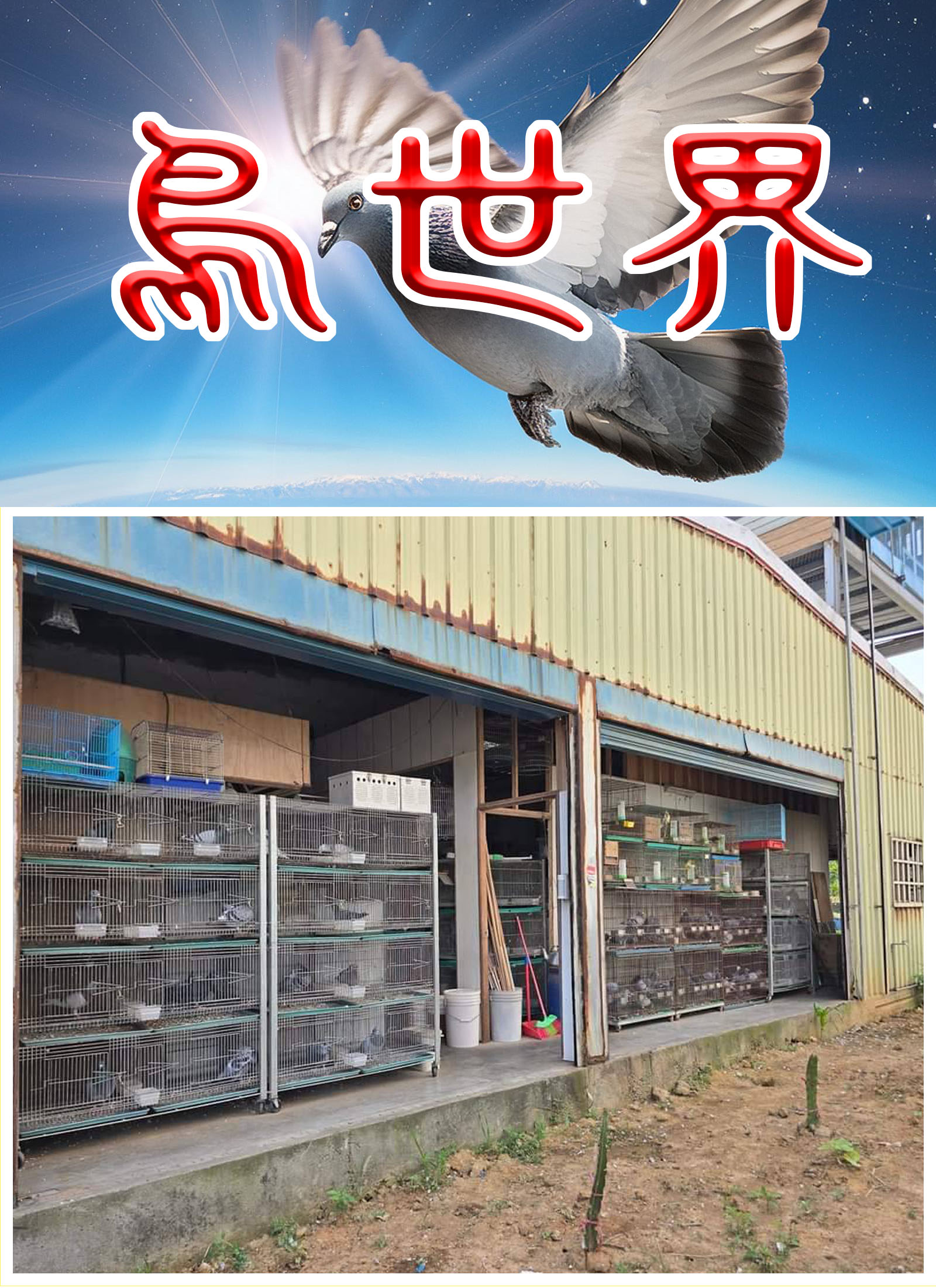 鳥世界-2網站.jpg