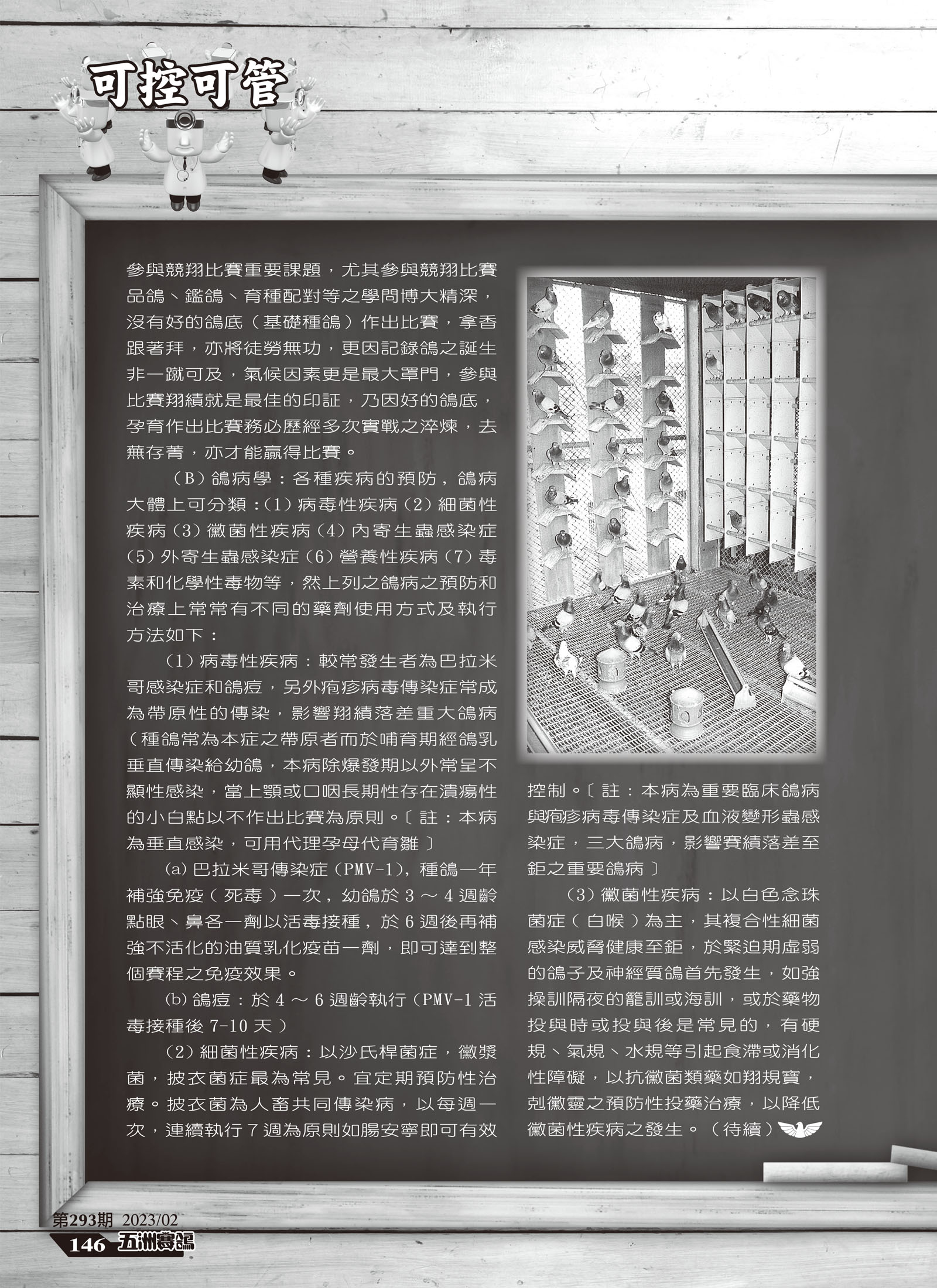 賽鴿飼養管理操控之執行-3.jpg