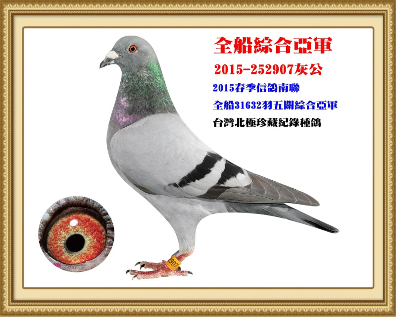 全船綜合亞軍 2015-252907灰公