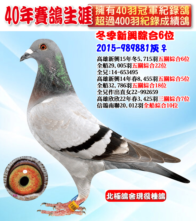 冬季新興綜合6位 2015-989881灰♀