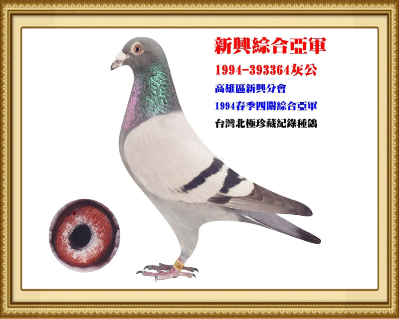 新興綜合亞軍 1994-393364灰公