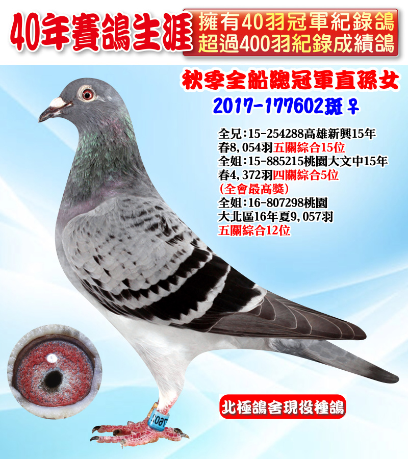 秋季全船總冠軍直孫女 2017-177602斑♀