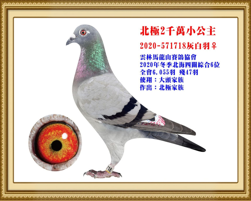 北極2千萬小公主 2020-571718灰白羽母