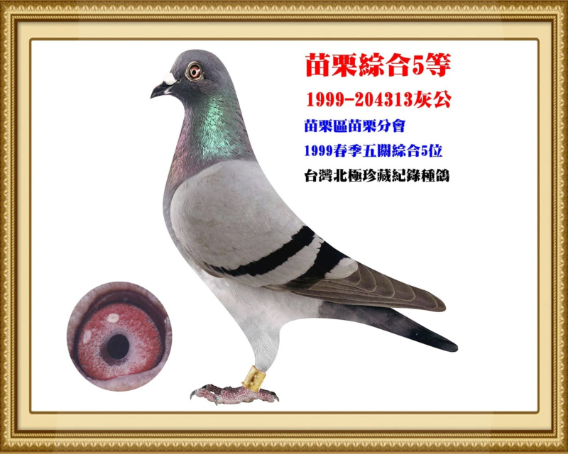 苗栗綜合5等 1999-204313灰公