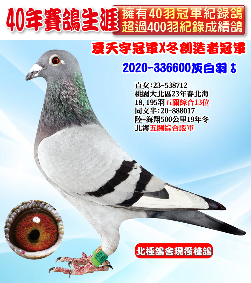夏天宇冠軍X冬創造者冠軍 2020-336600灰白羽♂