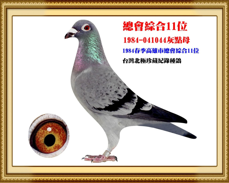 總會綜合11位 1984-041044灰點母